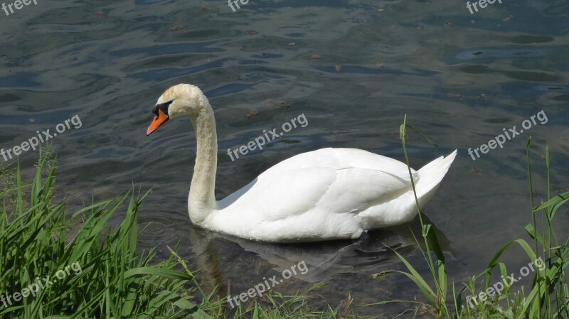 Aare Swan Grass Bank Sun