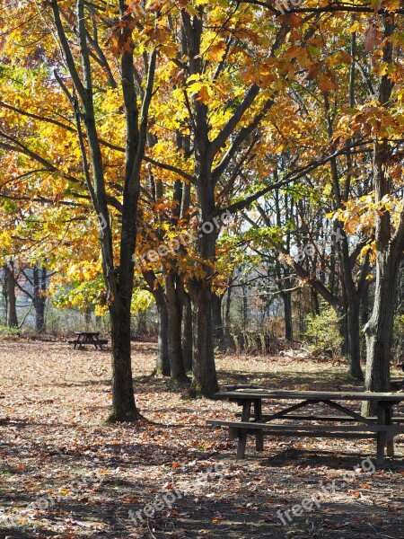 Picnic Table Fall Autumn Forest Outdoor