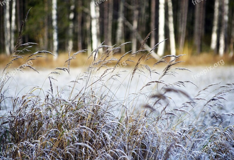 Hay Autumn Nature Swamp Atmosphere