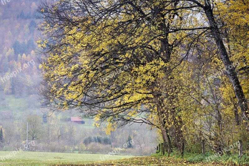 Rain Autumn Wet Drip Nature