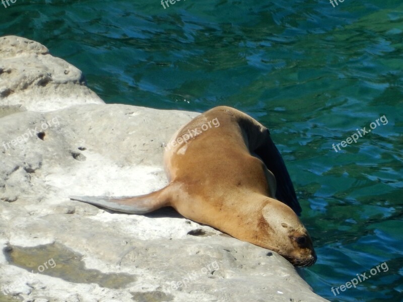 Animals Crawl Sea Lions Seal Meeresbewohner