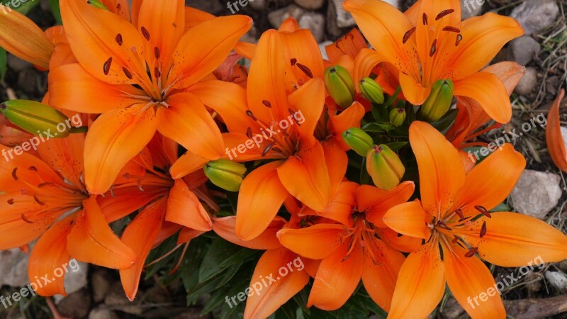 Lillies Flowers Orange Lilly Nature