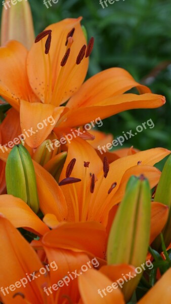 Lillies Flowers Orange Lilly Nature