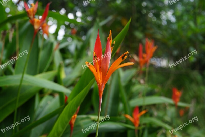 Ginger Flowers Blossom Bloom Plant Pink