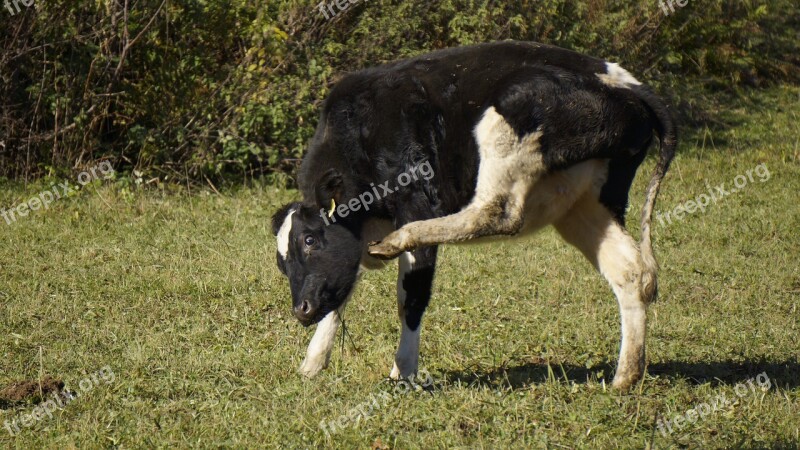 Cow Field Agriculture Pasture Green