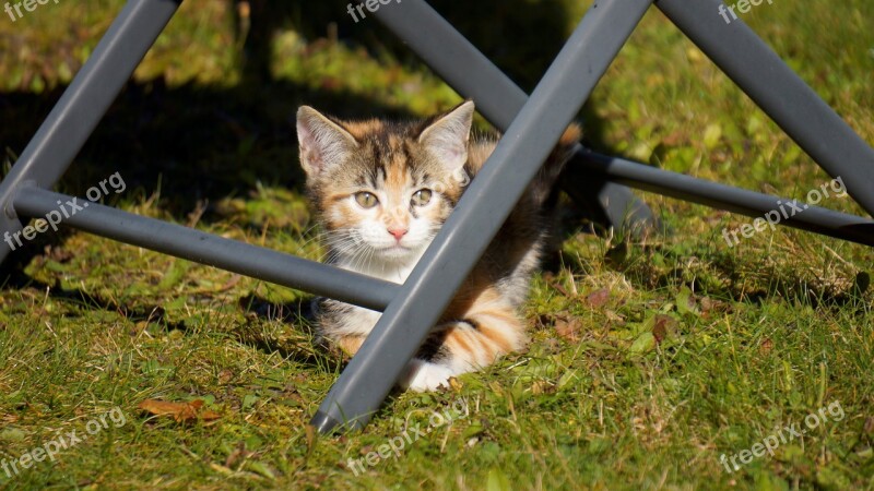 Cat Animal Kitten Pet Outdoor