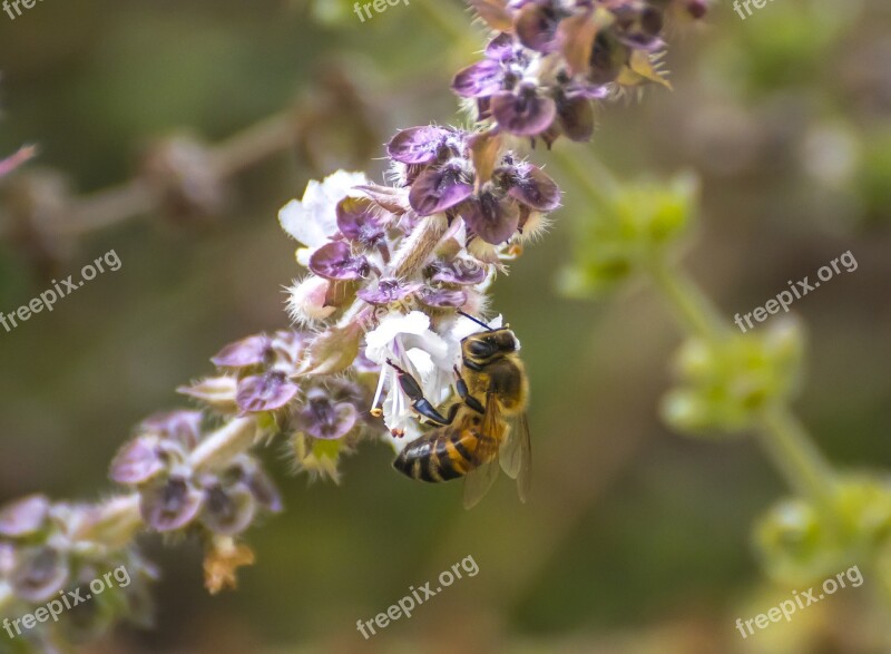 Bee Flowers Nature Flower Insect