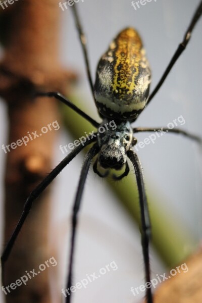 Spider Orb Weaver Free Photos