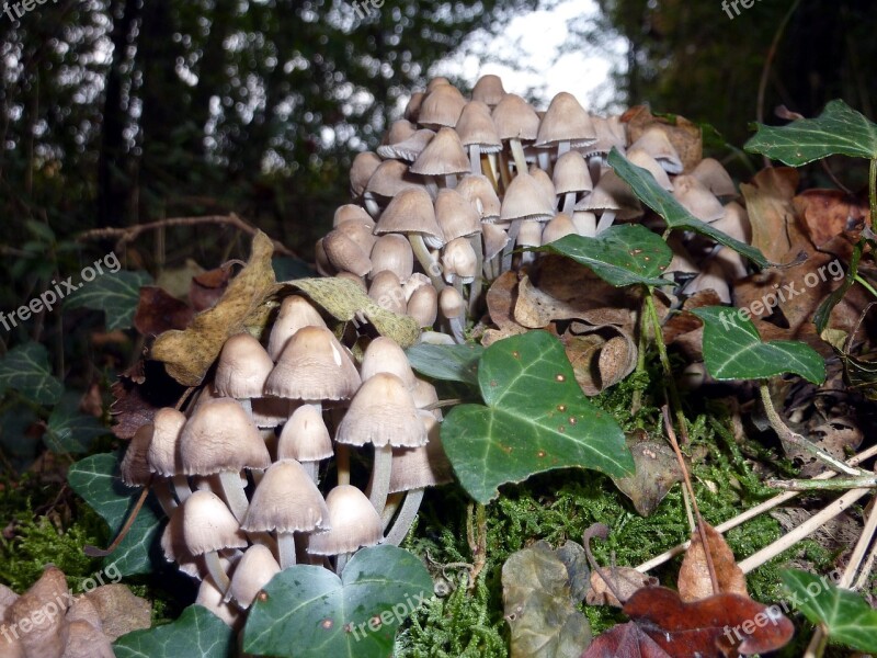 Fall Mushrooms Group Wood Whites