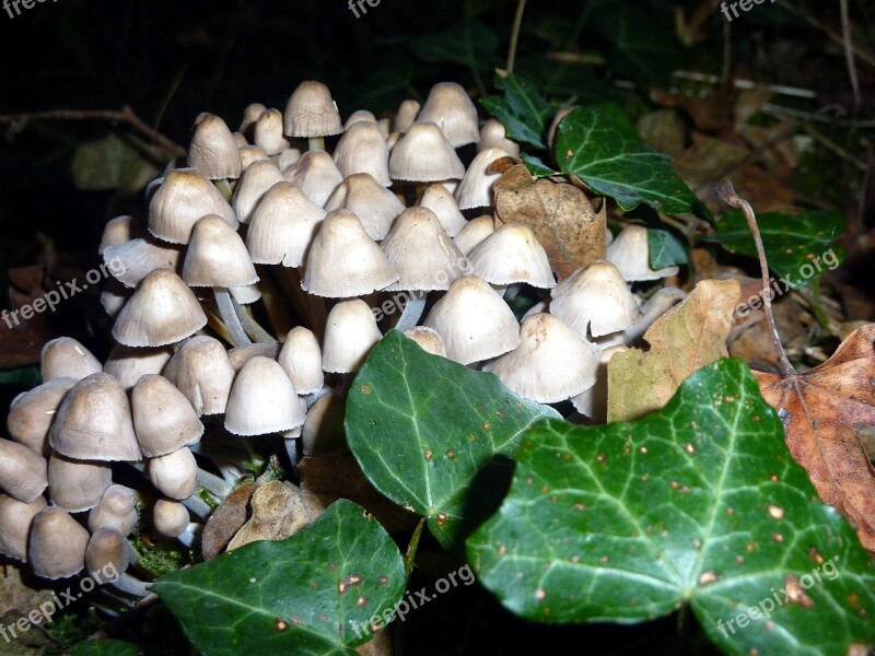 Fall Mushrooms Whites Forest Wood