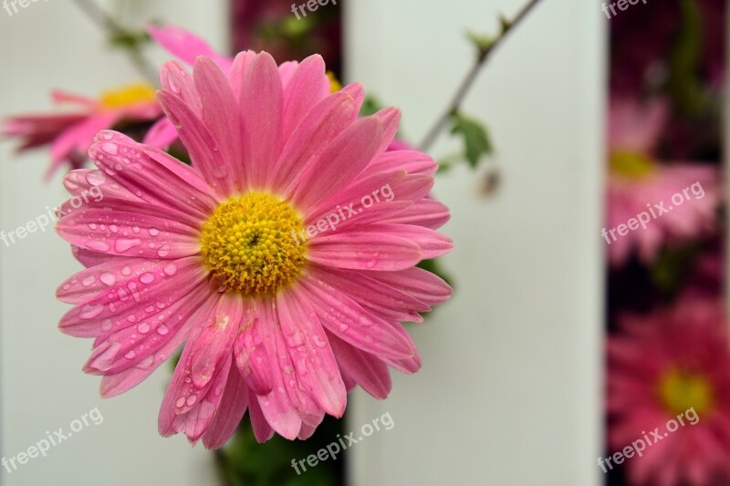 Marguerite Flower Blossom Bloom Pink