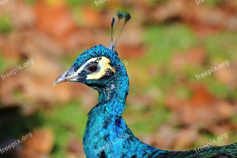 Bird Peacock Peacock Feathers Bill Feather