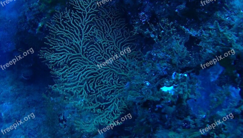 Corals Sea Ocean Coral Seabed