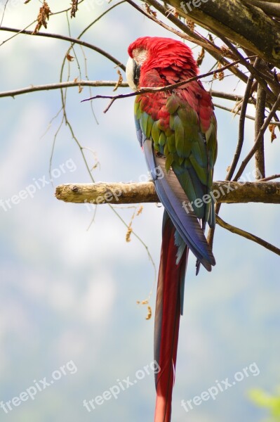 Parrot Birds Ara Free Photos