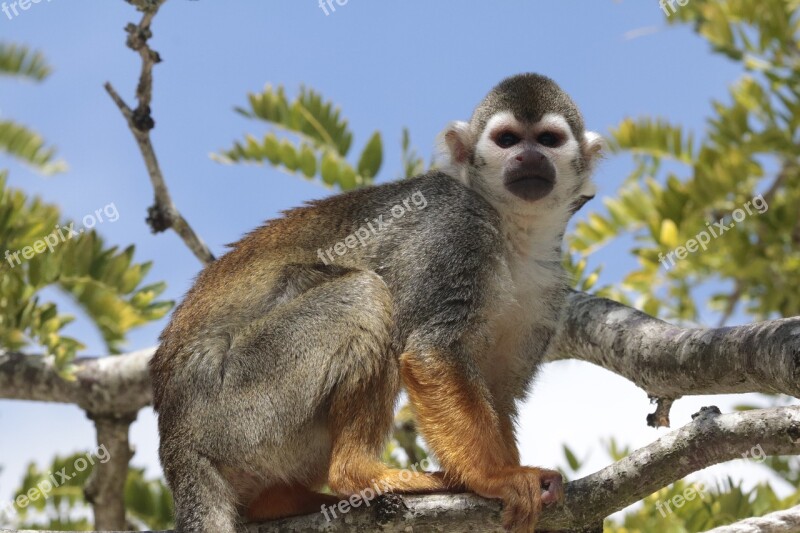 Squirrel Monkey Saimiri Animals Free Photos