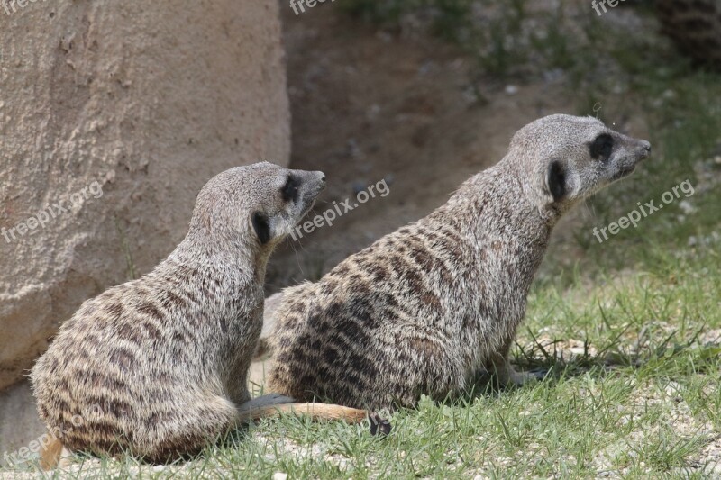 Meerkats Animals Fauna Free Photos