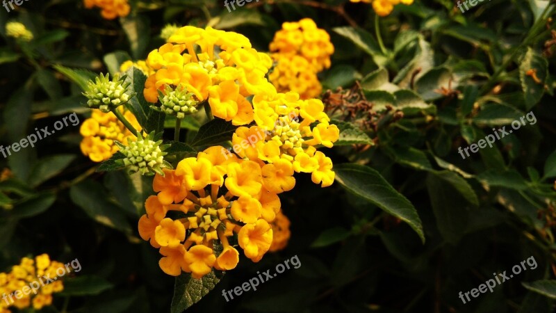 Yellow Flowers Green Dark Green Free Photos