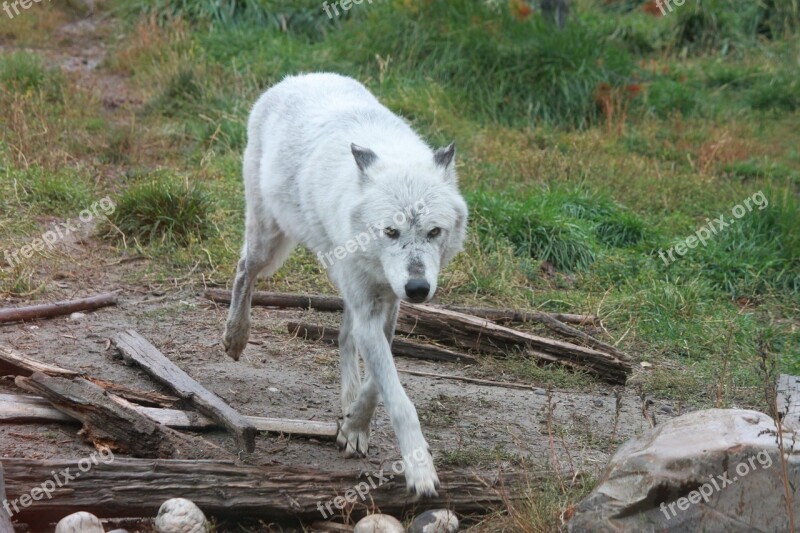 Wolf Wolves Yellowstone National Park Wildlife Carnivore