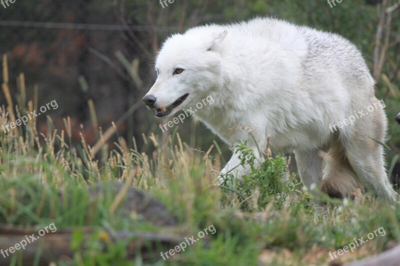 Wolf Wolves Yellowstone National Park Wildlife Carnivore