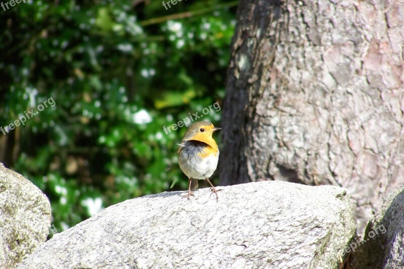 Robin Bird Songbird On Stone Free Photos