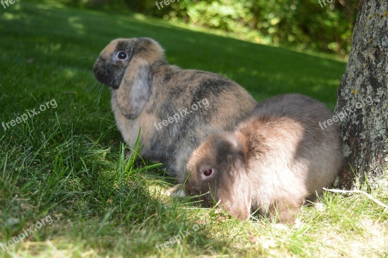 Dwarf Rabbit Rabbit Domestic Animal Free Photos