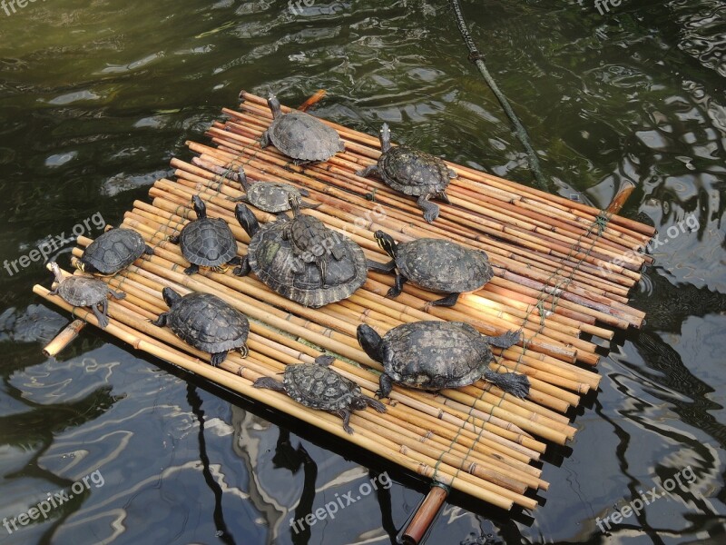 Turtles Raft Water Turtle Free Photos