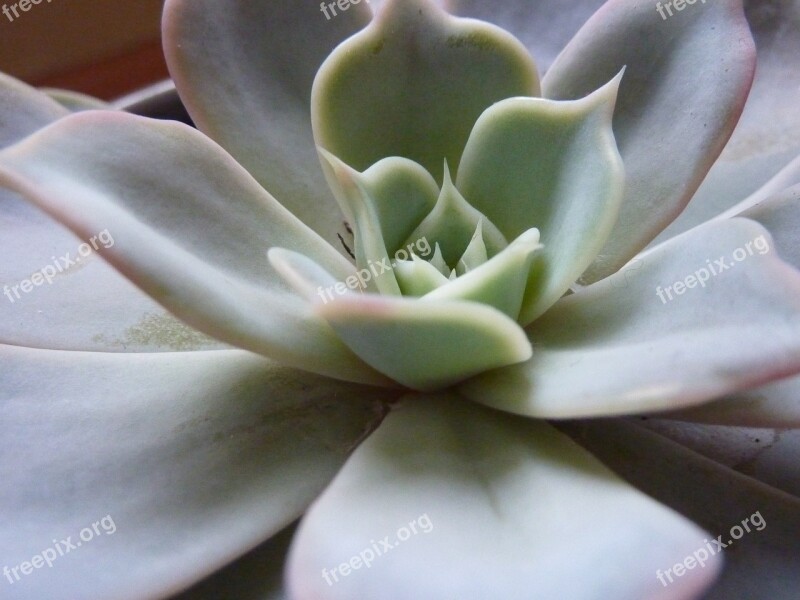 Succulent Plant Thick Sheet Greenhouse Succulent Plant Free Photos