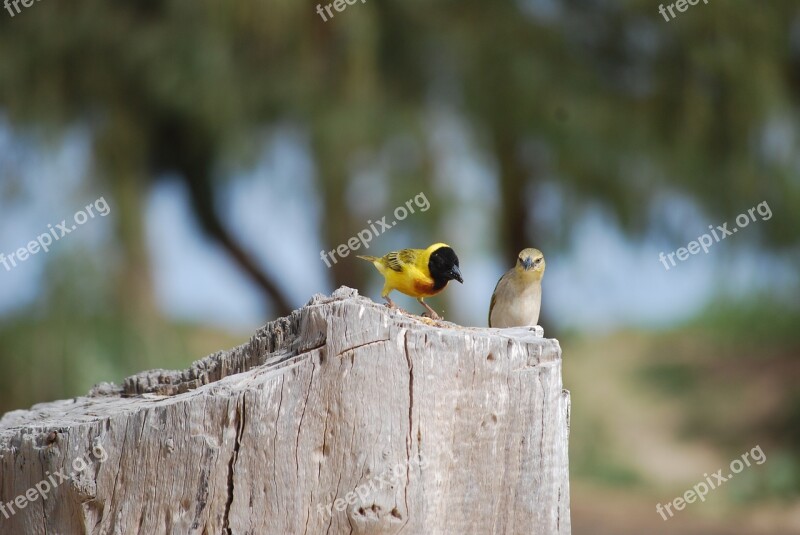 Bird Senegal Sparrow Free Photos