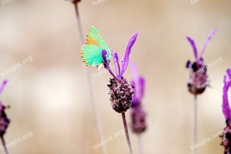 Butterfly Flower Senegal Free Photos