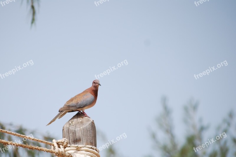 Bird Senegal Pigeon Free Photos