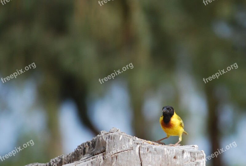 Bird Senegal Saint Louis Free Photos