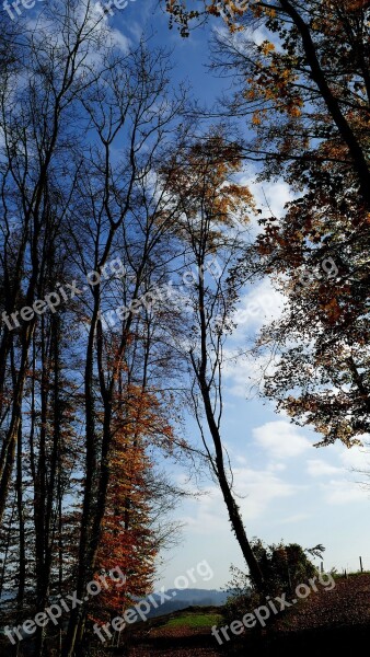 Landscape Nature Edge Of The Woods Trees Sky