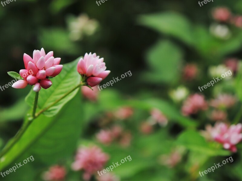 Flowers Pink Leaf Leaves This Safari