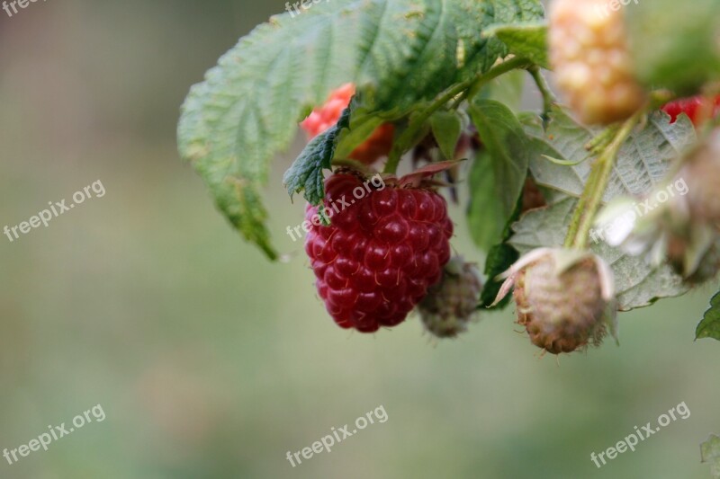 Raspberry Bush Red Autumn Berries