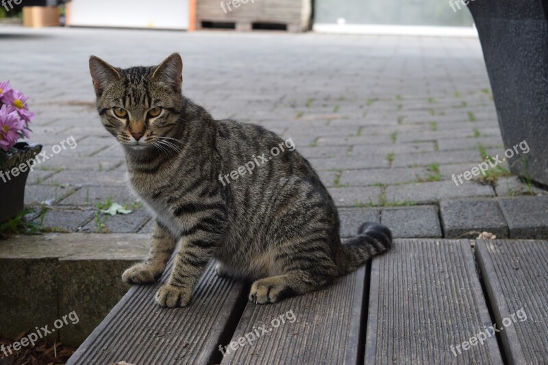 Cat Domestic Cat Young Cat Pet Animal