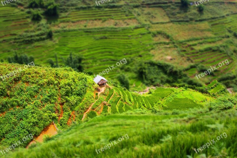 Vietnam Sapa Rice Field Green Free Photos