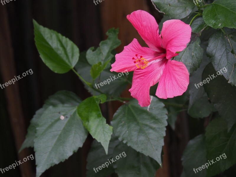 Flower Plant Pink Flowers Nature