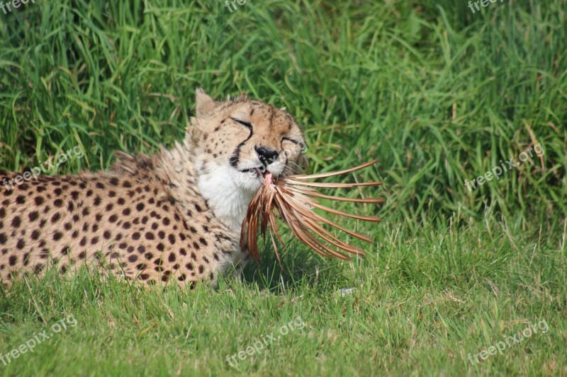 Cheetah Feeding Zoo Africa Big