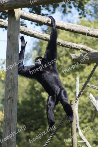 Monkey Zoo Animal Hanging Around Swinging