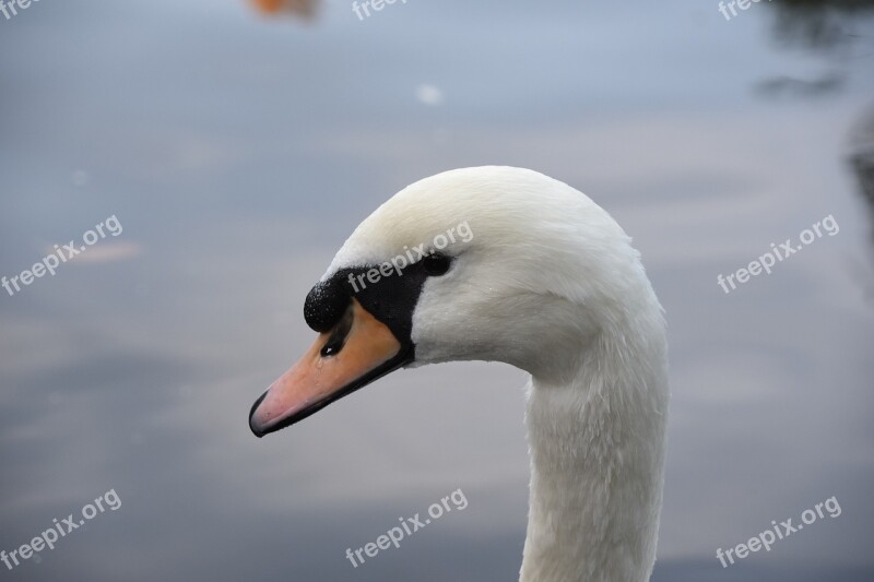 Swan The White Swan Animal Waterfowl Head