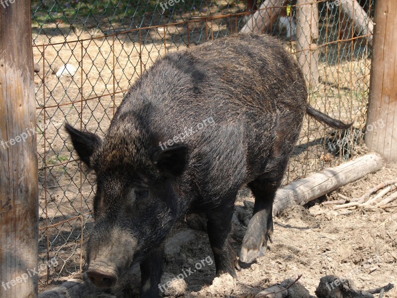 Boar Animal Wild Free Photos