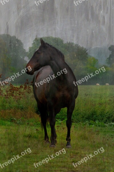 Barnham Broom Horse Field Trees Nature