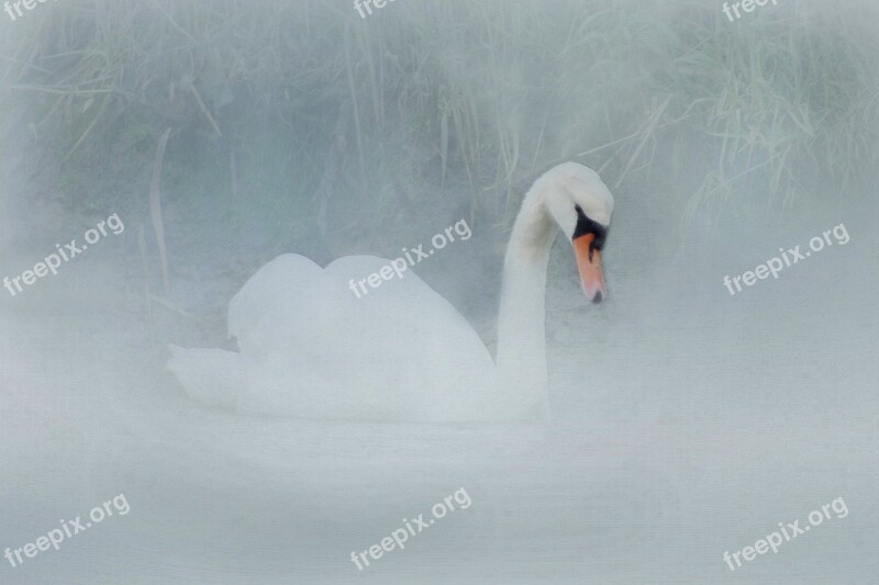 Swan Wareham Dorset Bird England