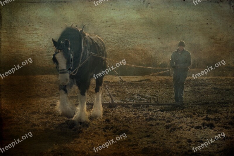 Devon Uk Horse Plough Morwellham Quay