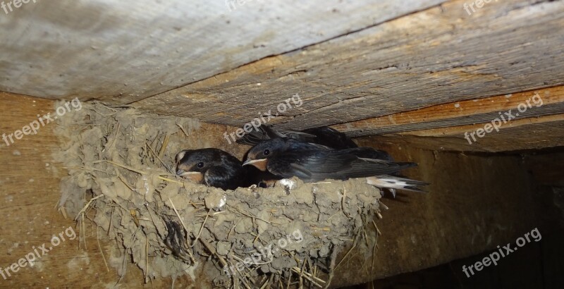 Swallows Nest In The Nest Wildlife Wild