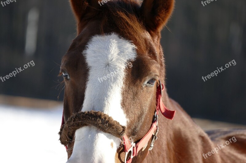 The Horse The Horsehead Nebula Stallion Mare Animal