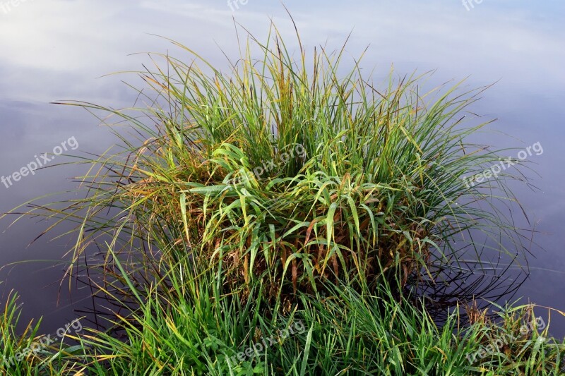 Bank Reed Nature Grasses Water