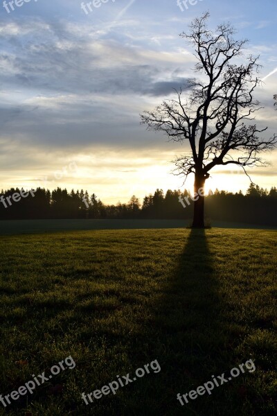 Tree Kahl Backlighting Shadow Nature