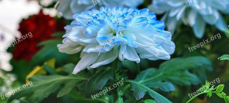 Flower Dahlia White Blue Edge