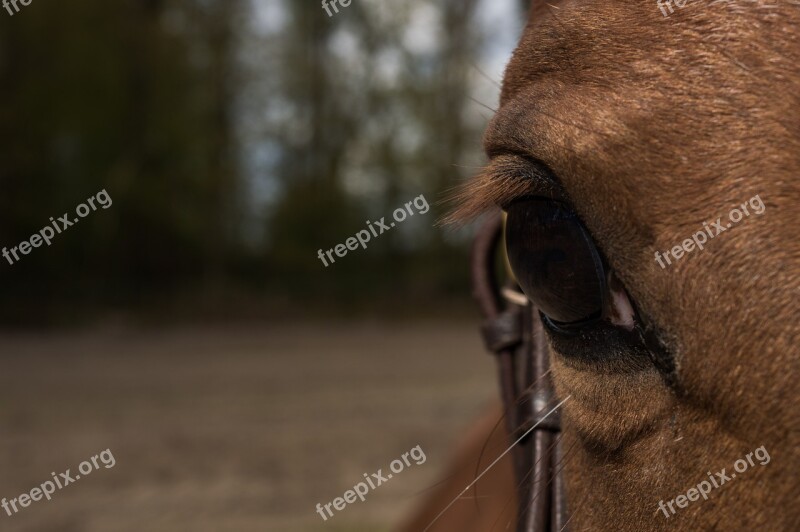 Horse Eye Horse Head Forest Pferdeportrait